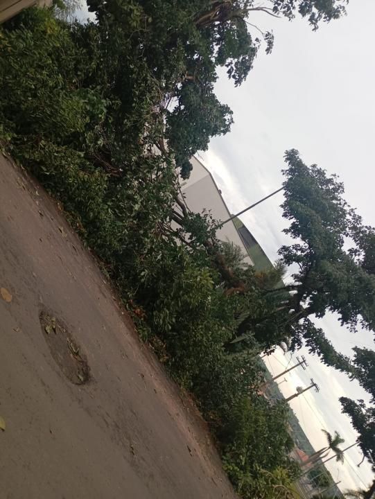 Foto 24 de 29 — Tempestade derruba dezenas de árvores e causa prejuízos em Boa Esperança do Sul